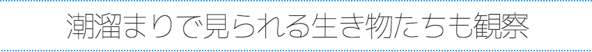 堂ヶ島トンボロ潮溜まり自然観察