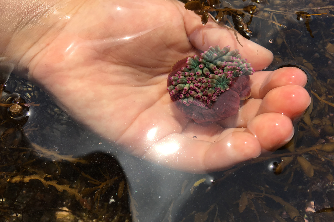 西伊豆　トンボロ渡りと潮だまり自然観察会