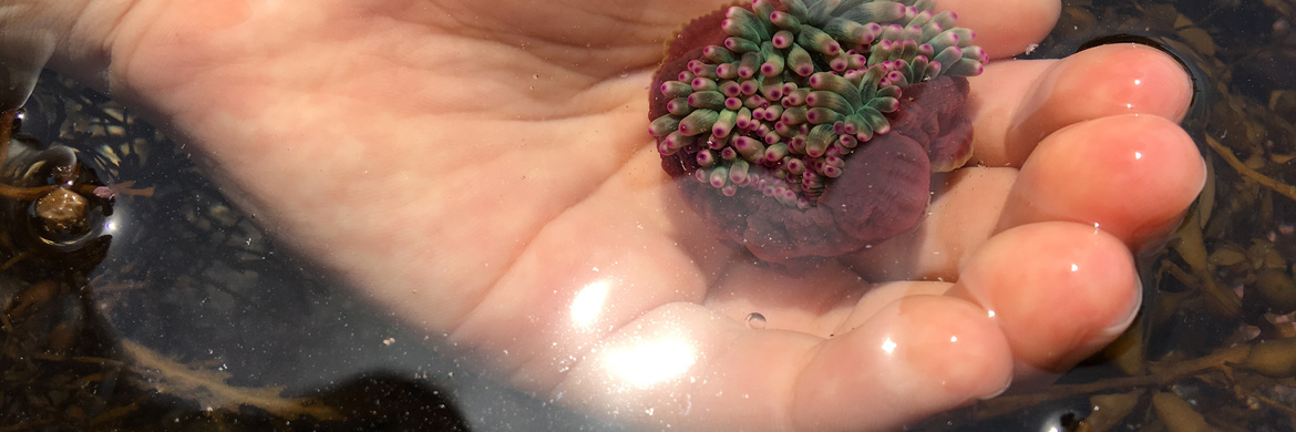 西伊豆シーカヤック　見どころたっぷりの体験ツアー