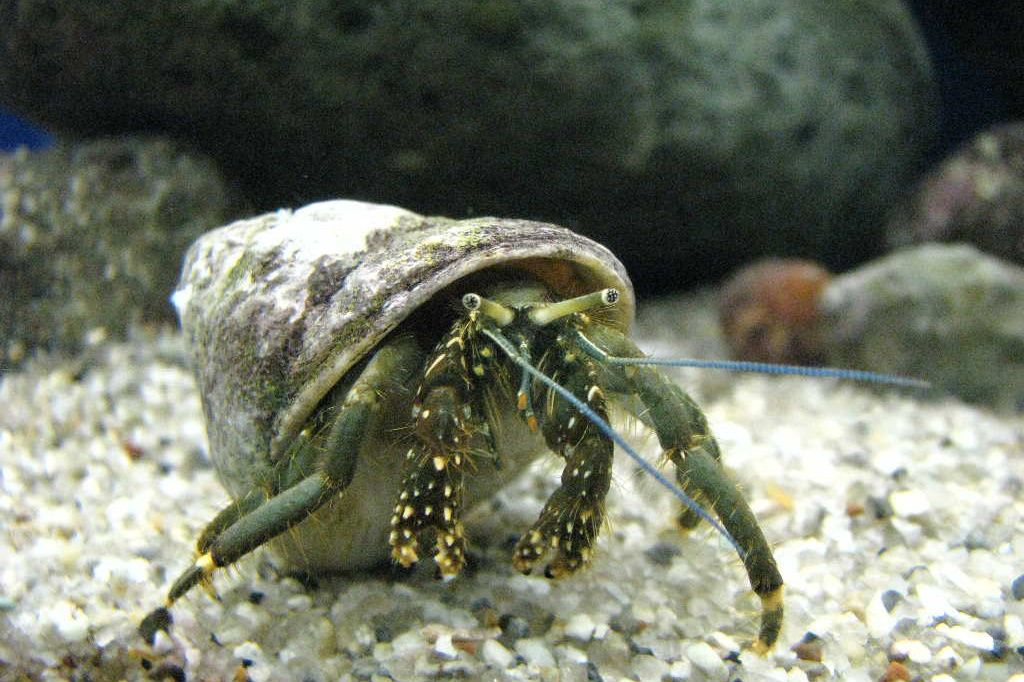 イソヨコバサミ