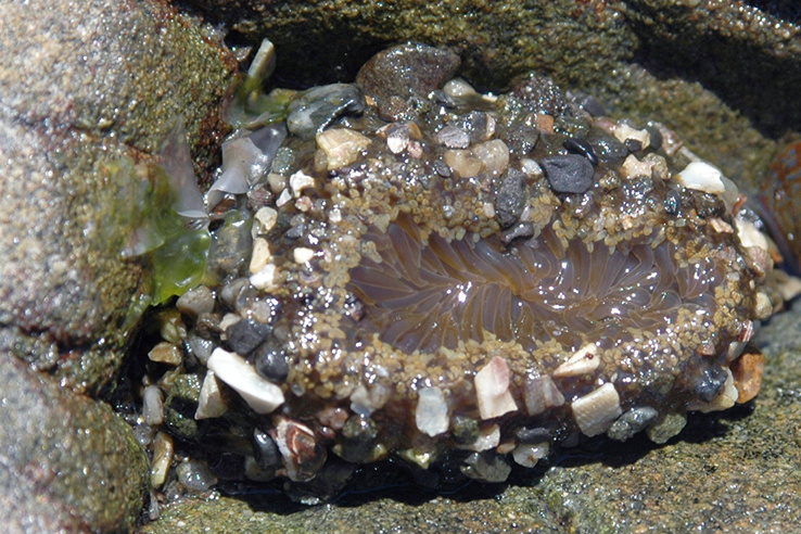 ヨロイイソギンチャク