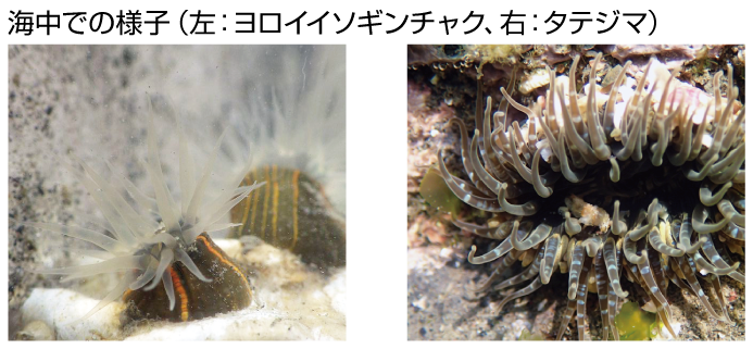 海中のイソギンチャク
