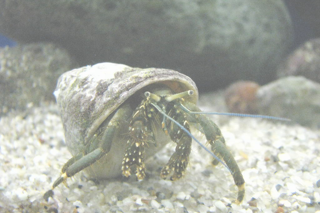 イソヨコバサミ