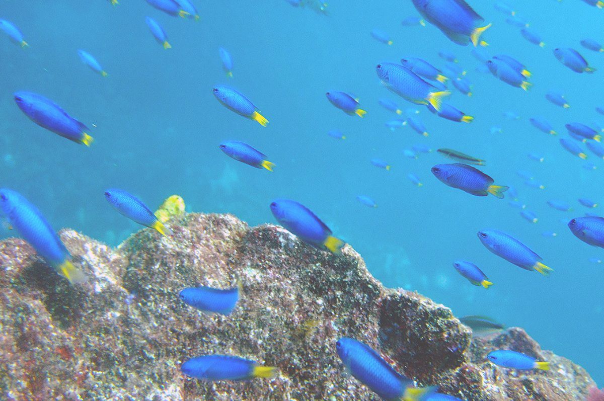 ソラスズメダイ