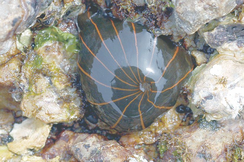 タテジマイソギンチャク