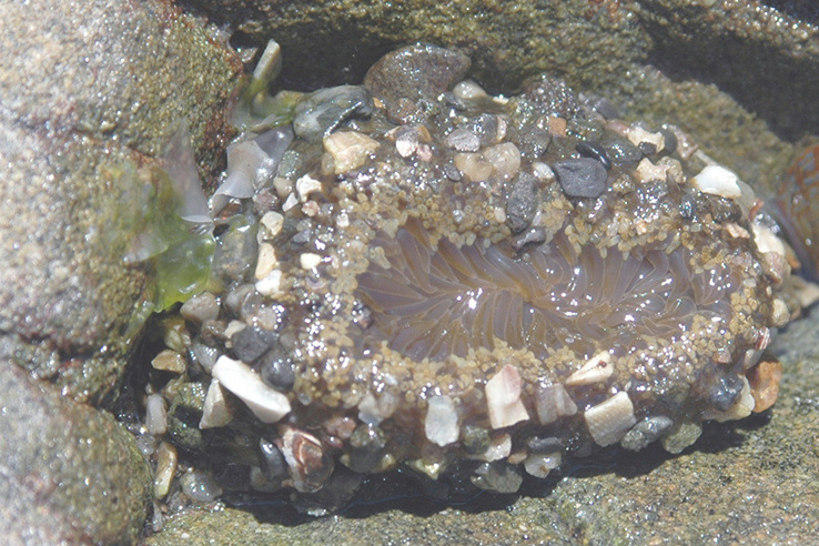 ヨロイイソギンチャク