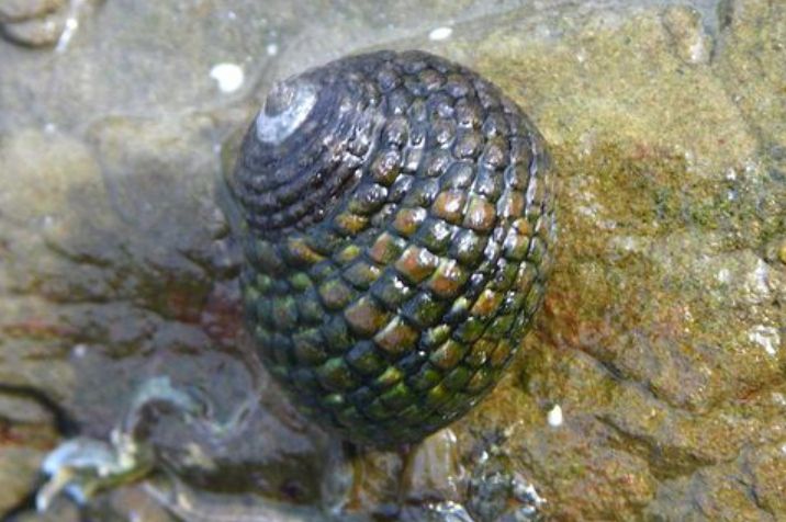 イシダタミガイ