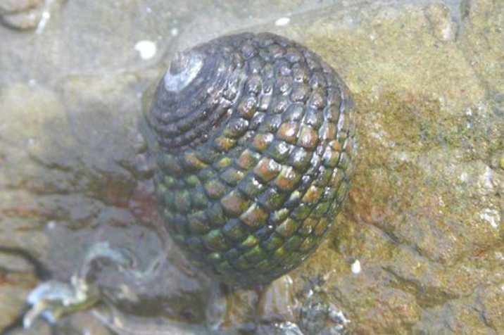 イシダタミガイ