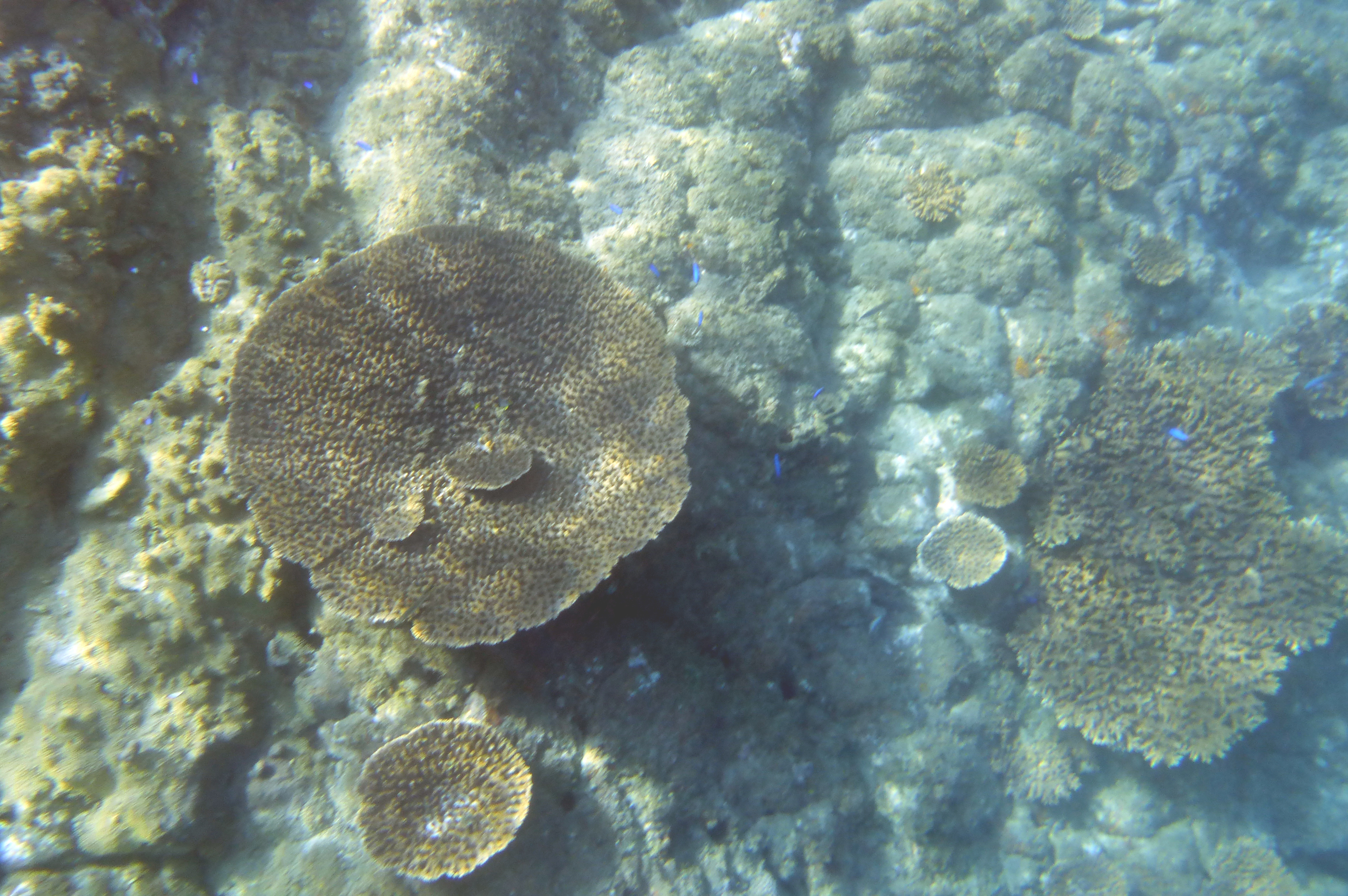 テーブルサンゴ