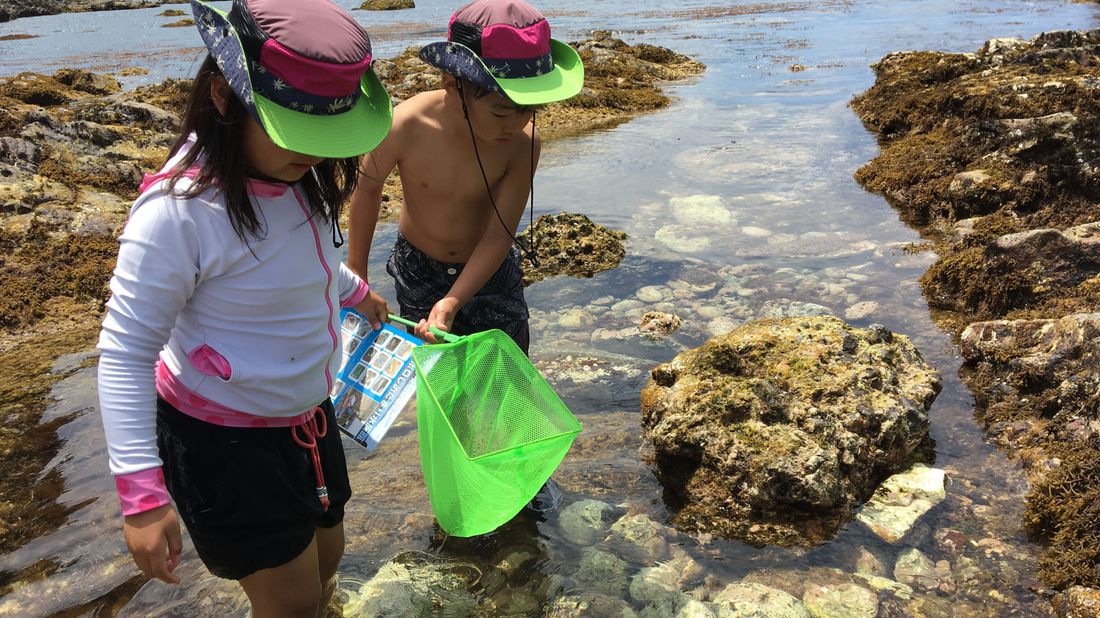 トンボロ潮溜まり自然観察