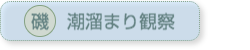 磯｜潮溜まり観察